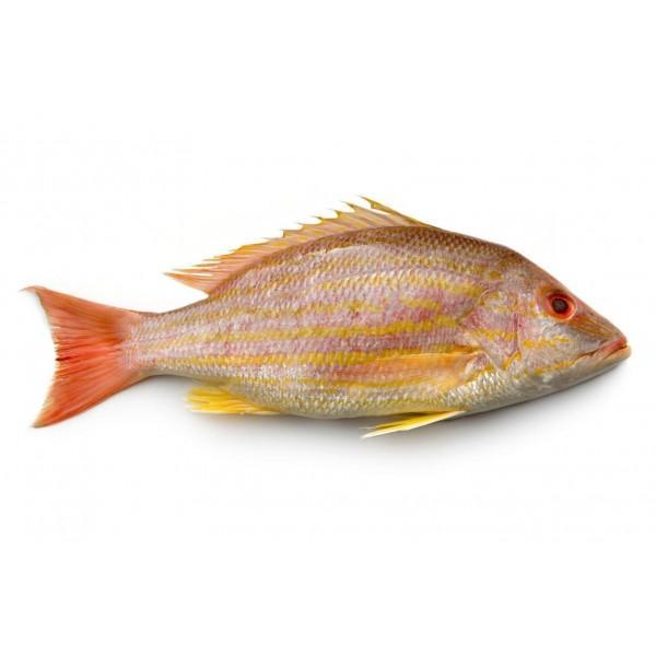 Frozen Lane Snapper GGS