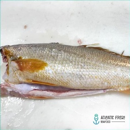 Frozen Golden Corvina HGS